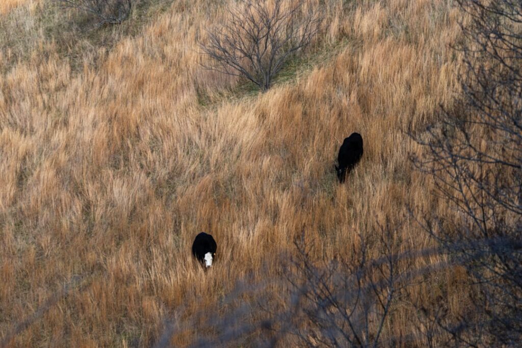 Two black cows grazing in dry grassy field
