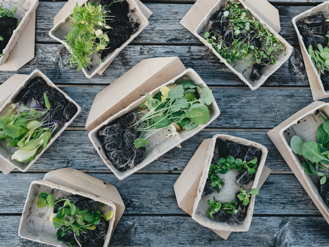 sustainable packaging beyond plastic — compostable materials including paper, cellulose, and plant-based alternatives arranged on a wooden surface